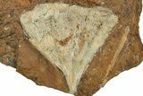 Fossil Ginkgo Leaf From North Dakota - Paleocene #215473-1